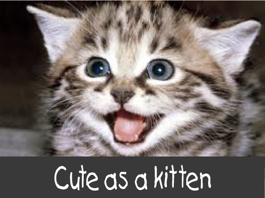 cute as a kitten 3a