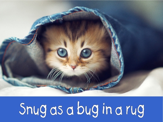 snug as a bug in a rug 1a