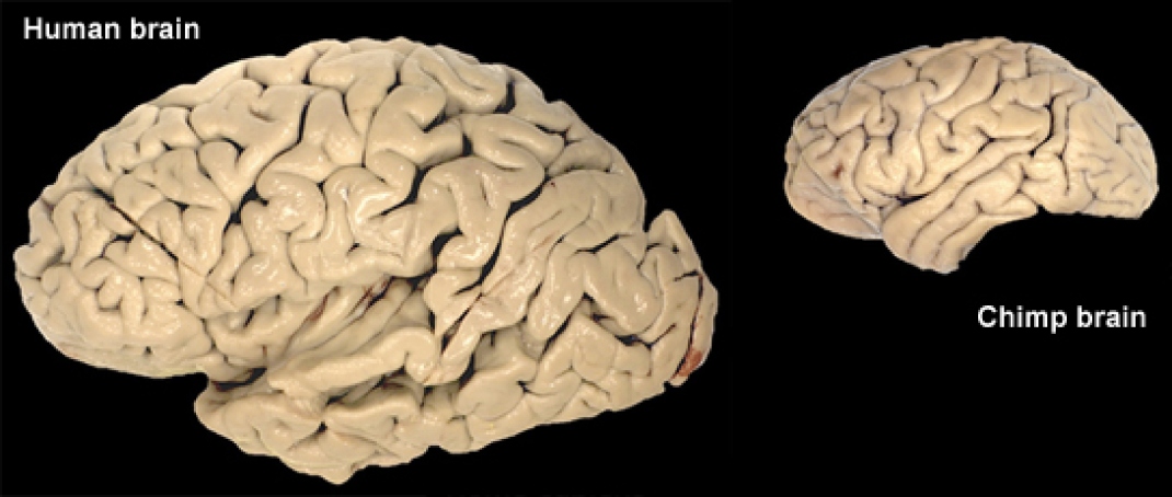 Large brain. Домашние животные и мозг.