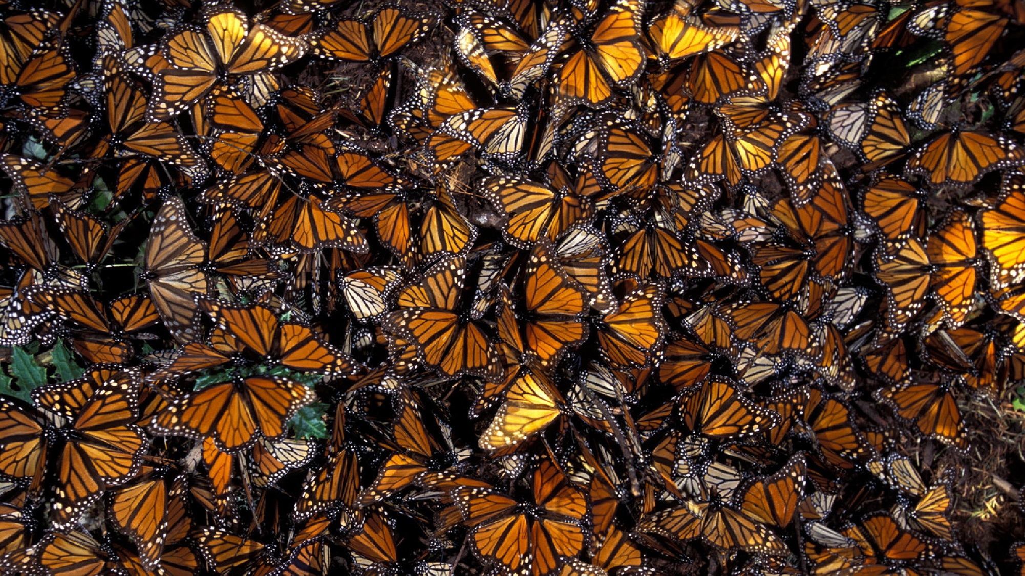 Бабочек легкая стая. Биосферный заповедник бабочки Монарх. Биосферный заповедник бабочки Монарх Мексика. Бабочки монархи в Мексике. Миграция бабочек монархов.